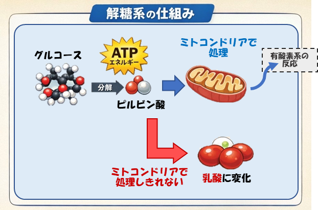 解糖系でグルコースを分解しATPを産生する過程