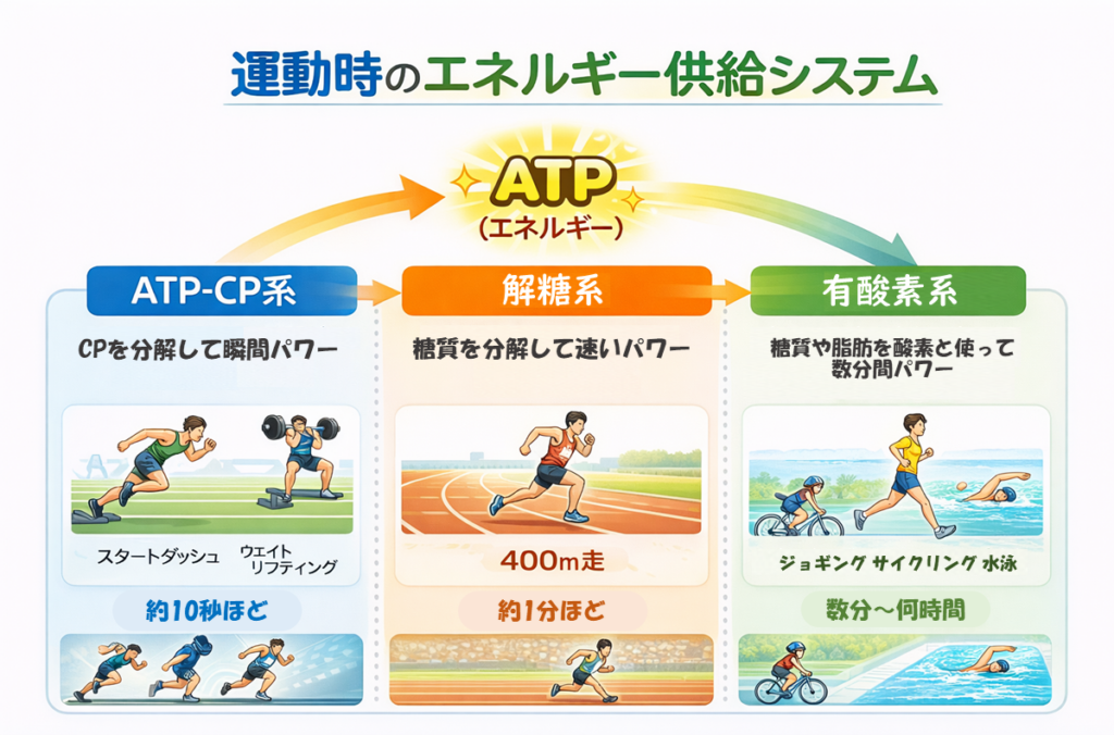 運動時のエネルギー供給の仕組み（ATP-CP系、解糖系、有酸素系の概要と関連競技の説明）